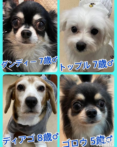 🐾今日の里親様募集中ワンコ🐶メンバーです🐾2022,11,5【保護犬カフェ天神橋店】